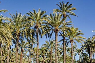 Elche cityscape